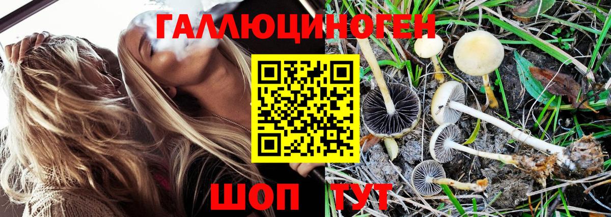 Псилоцибиновые грибы Cubensis Губаха